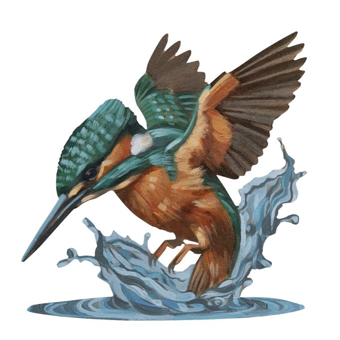Ein Eisvogel taucht ins Wasser ein. 
